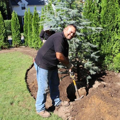 A man smiles while using a shovel to plant a tree in a garden. Another person works behind him. The area is surrounded by green grass and tall bushes.