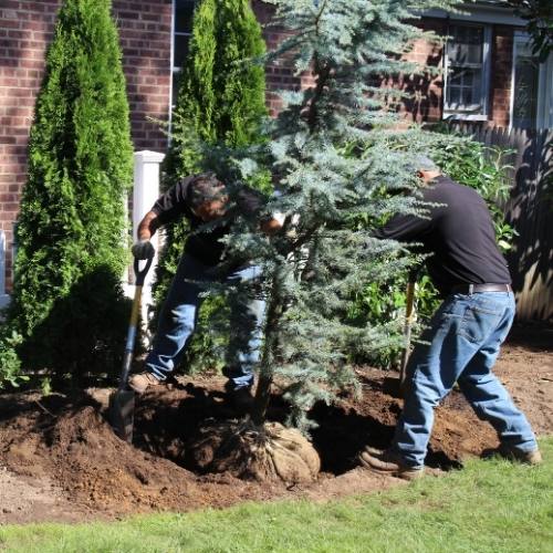 Two people in jeans and black shirts are planting a young evergreen tree in a garden near a brick house, using shovels to dig a hole in the soil.