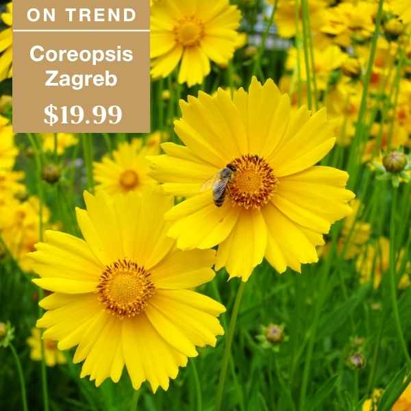 Bright yellow Coreopsis Zagreb flowers with a bee perched on one bloom. Text overlay reads: ON TREND Coreopsis Zagreb $19.99. More yellow flowers and green leaves fill the background.