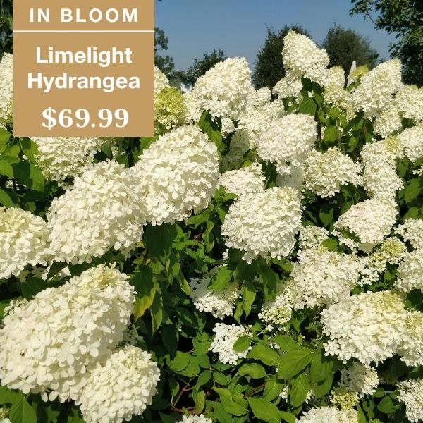 Many blooming limelight hydrangea flowers with white petals and green leaves outdoors. A tan box reads IN BLOOM, Limelight Hydrangea, $69.99. Blue sky and trees are visible in the background.