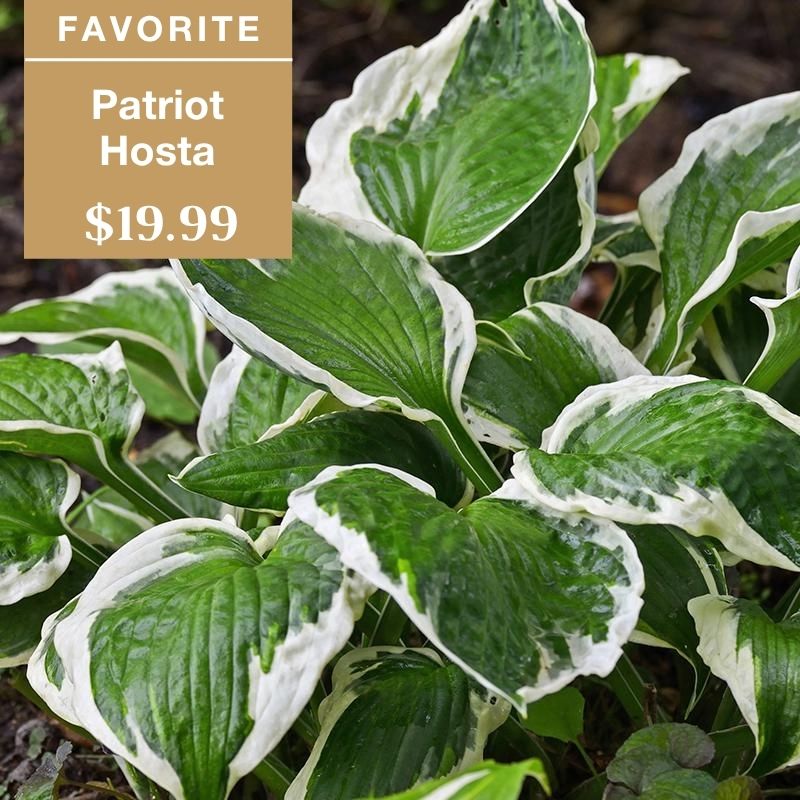Green and white variegated Patriot Hosta plant with text overlay: Favorite Patriot Hosta $19.99. Plant is growing outdoors with soil visible in the background.