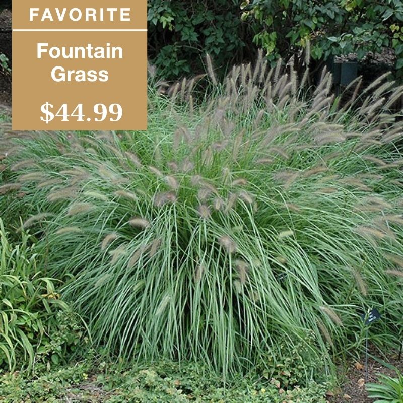 A lush clump of fountain grass with feathery plumes, surrounded by greenery. A tan label reads FAVORITE Fountain Grass $44.99. Dense foliage fills most of the image.