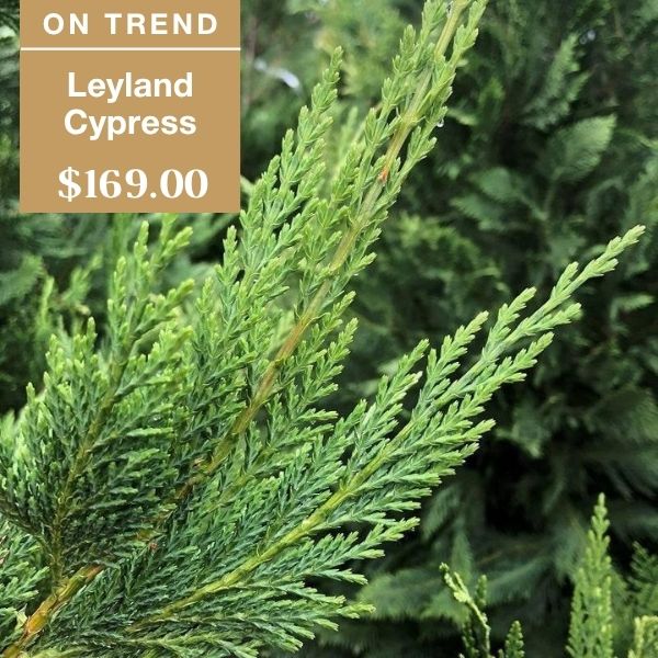Close-up of Leyland Cypress branches with soft, feathery green foliage. A tan label reads ON TREND, Leyland Cypress, $169.00. Other cypress trees blur in the background.