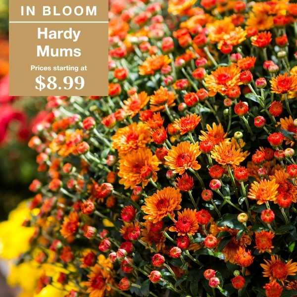 A vibrant cluster of orange hardy mums with text overlay that reads: In Bloom, Hardy Mums, Prices starting at $8.99.